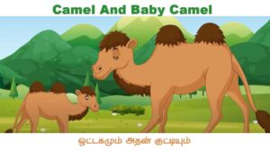 Camel And Baby Tamil Kids Story