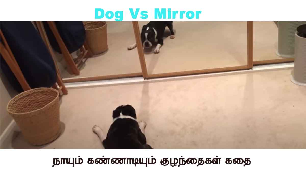 Dog Vs Mirror - Reaction and Response