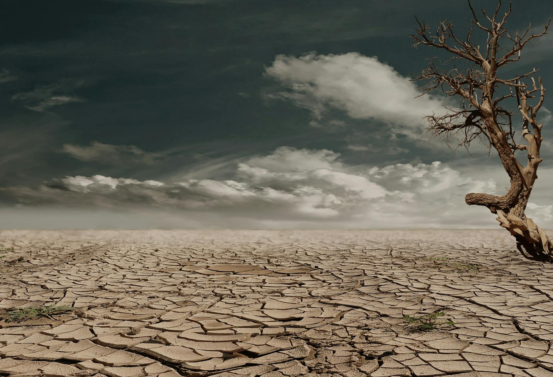 photo of brown bare tree on brown surface during daytime