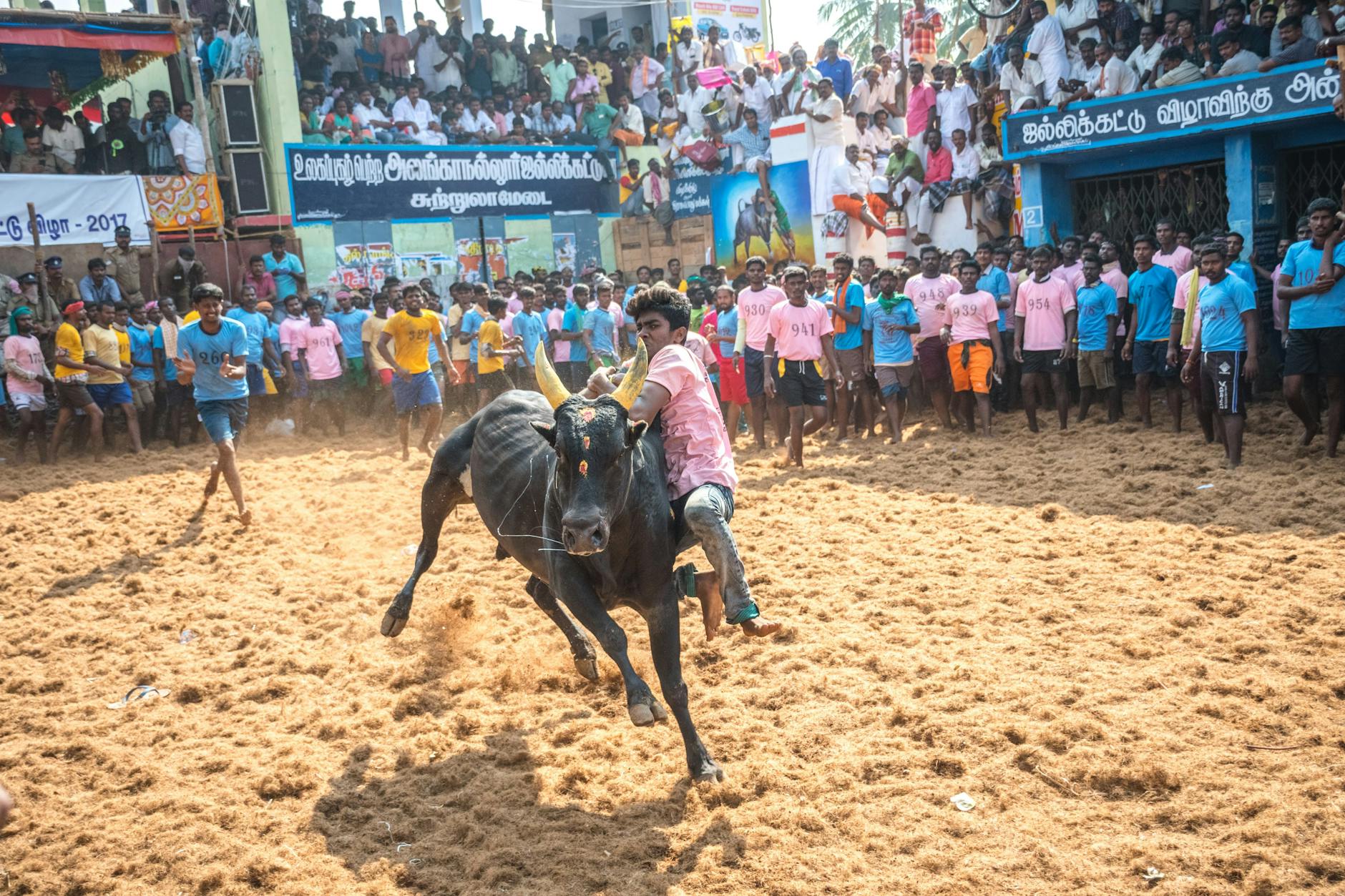 jallikattu traditional sport of india