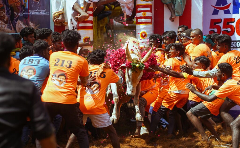 traditional jallikattu event in madurai india