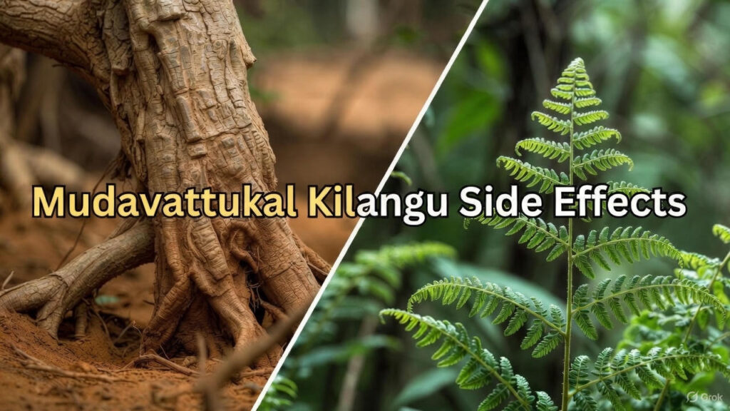 முடவாட்டுக்கால் கிழங்கு பயன்கள் மற்றும் தீமைகள்